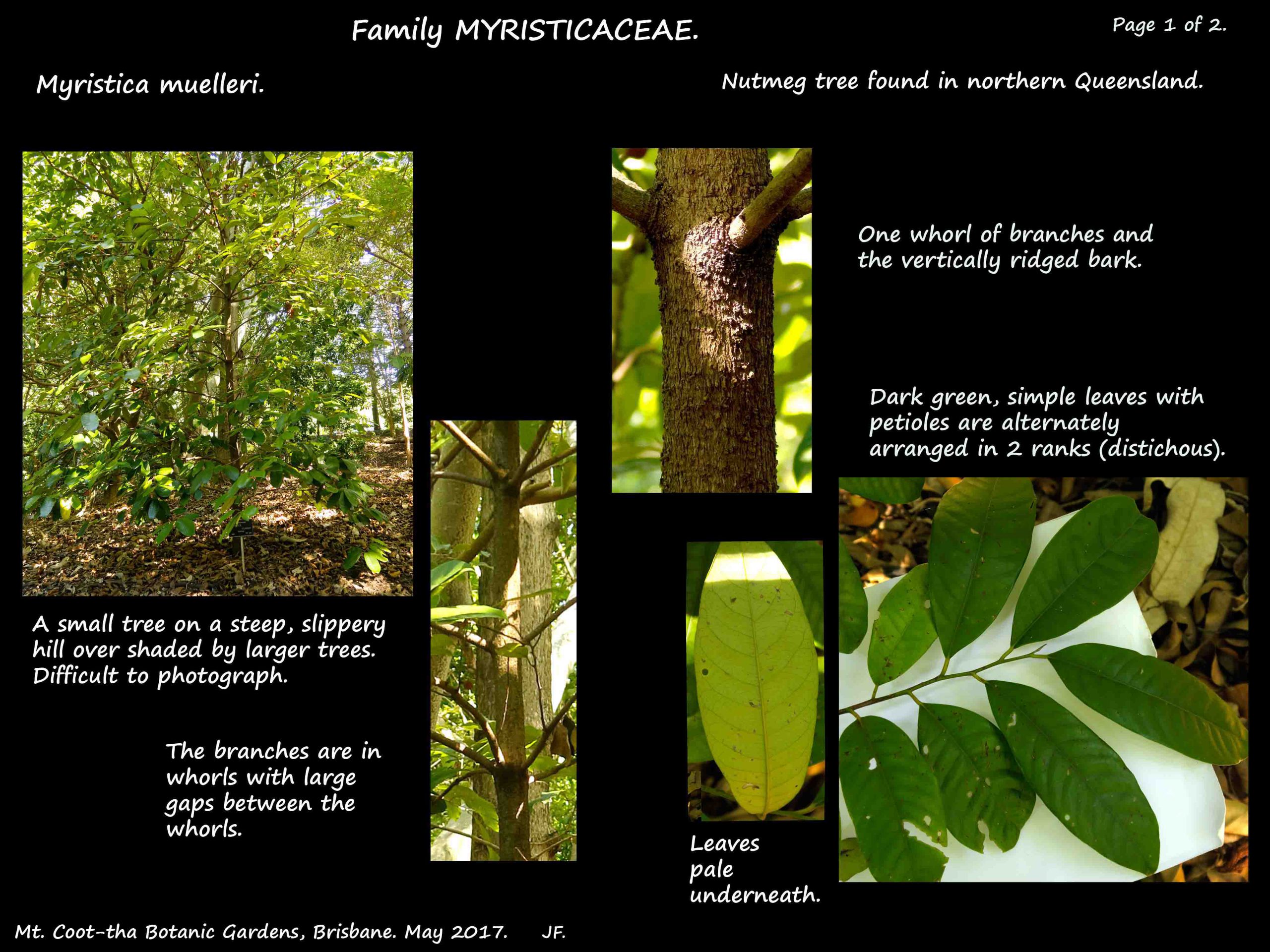 1 Myristica muelleri tree & leaves